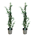 Lot De 2 Eucalyptus Silver Dollar Xl Sur Tuteur – Plante D’Extérieur