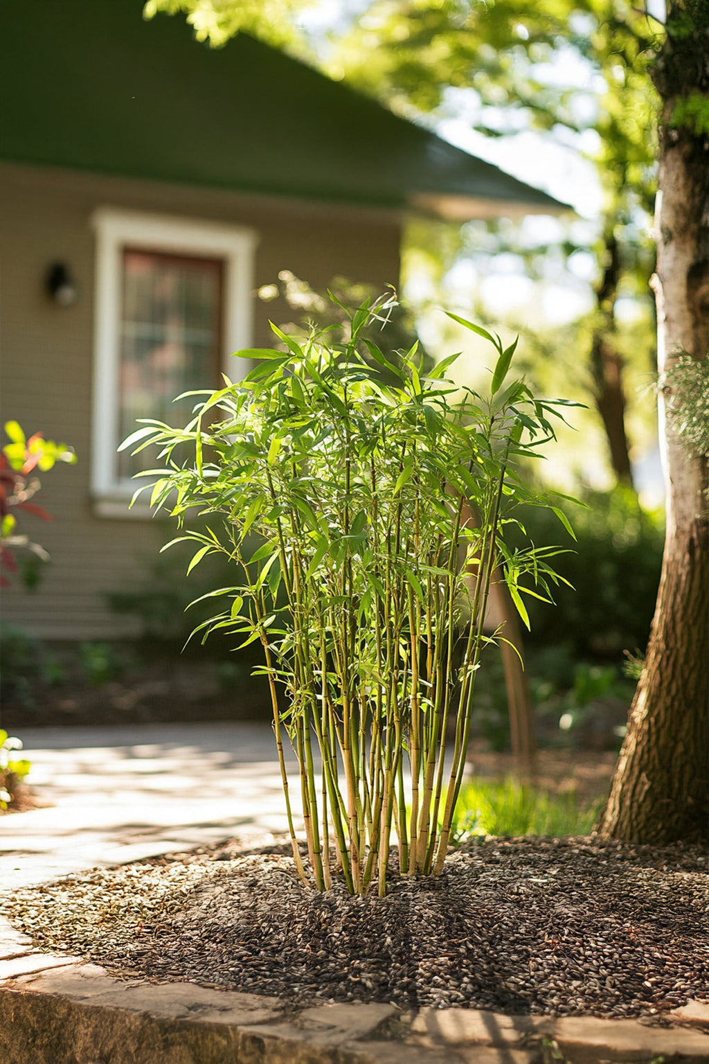 Lot De 3 Bambous Verts ‘Fargesia Rufa’ – Plante D’Extérieur