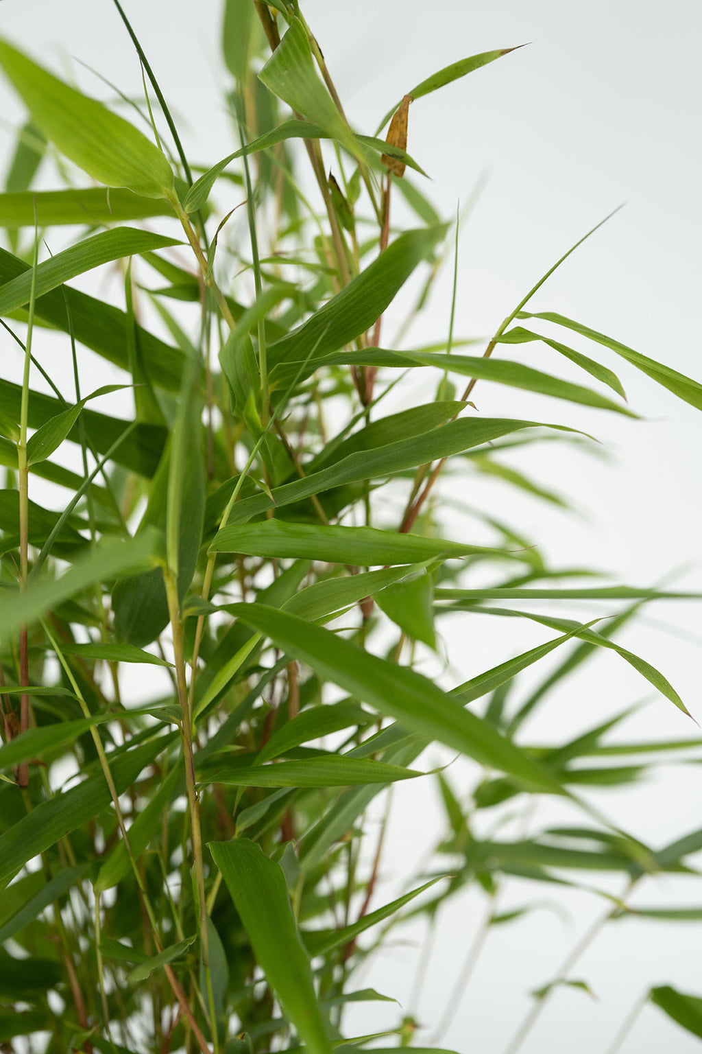 Lot De 3 Bambous Verts ‘Fargesia Rufa’ – Plante D’Extérieur