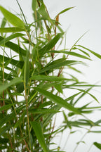 Lot De 3 Bambous Verts ‘Fargesia Rufa’ – Plante D’Extérieur