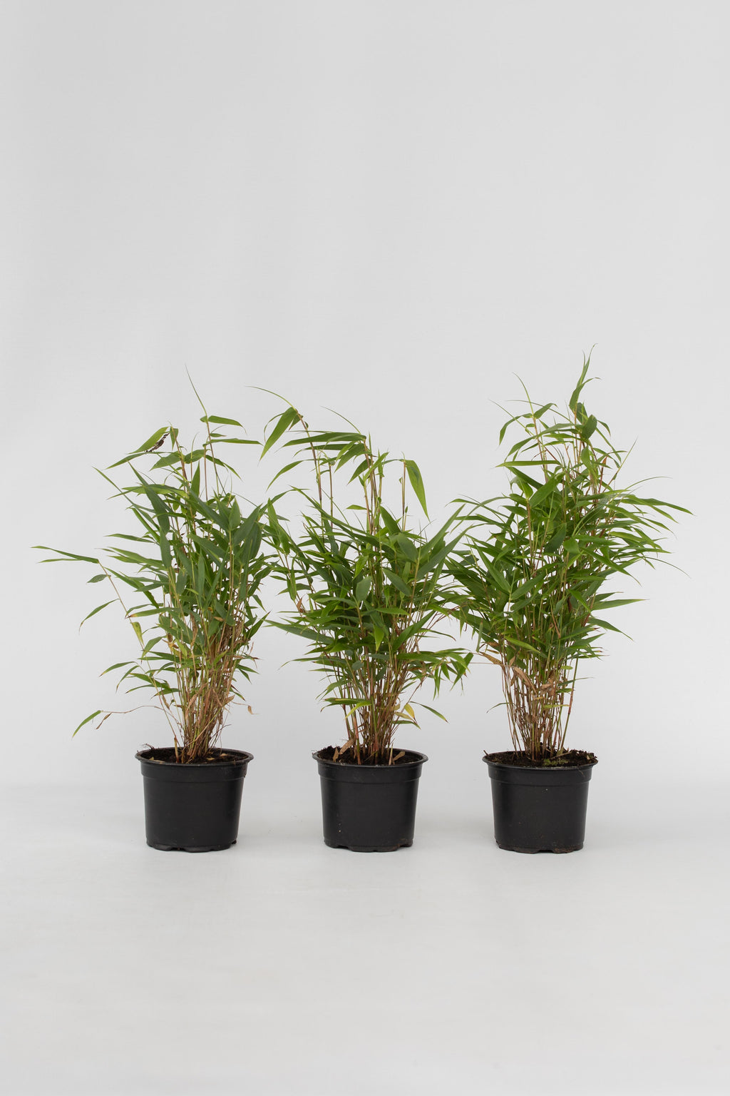 Lot De 3 Bambous Verts ‘Fargesia Rufa’ – Plante D’Extérieur