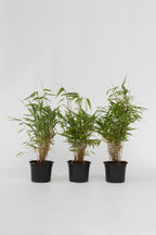 Lot De 3 Bambous Verts ‘Fargesia Rufa’ – Plante D’Extérieur