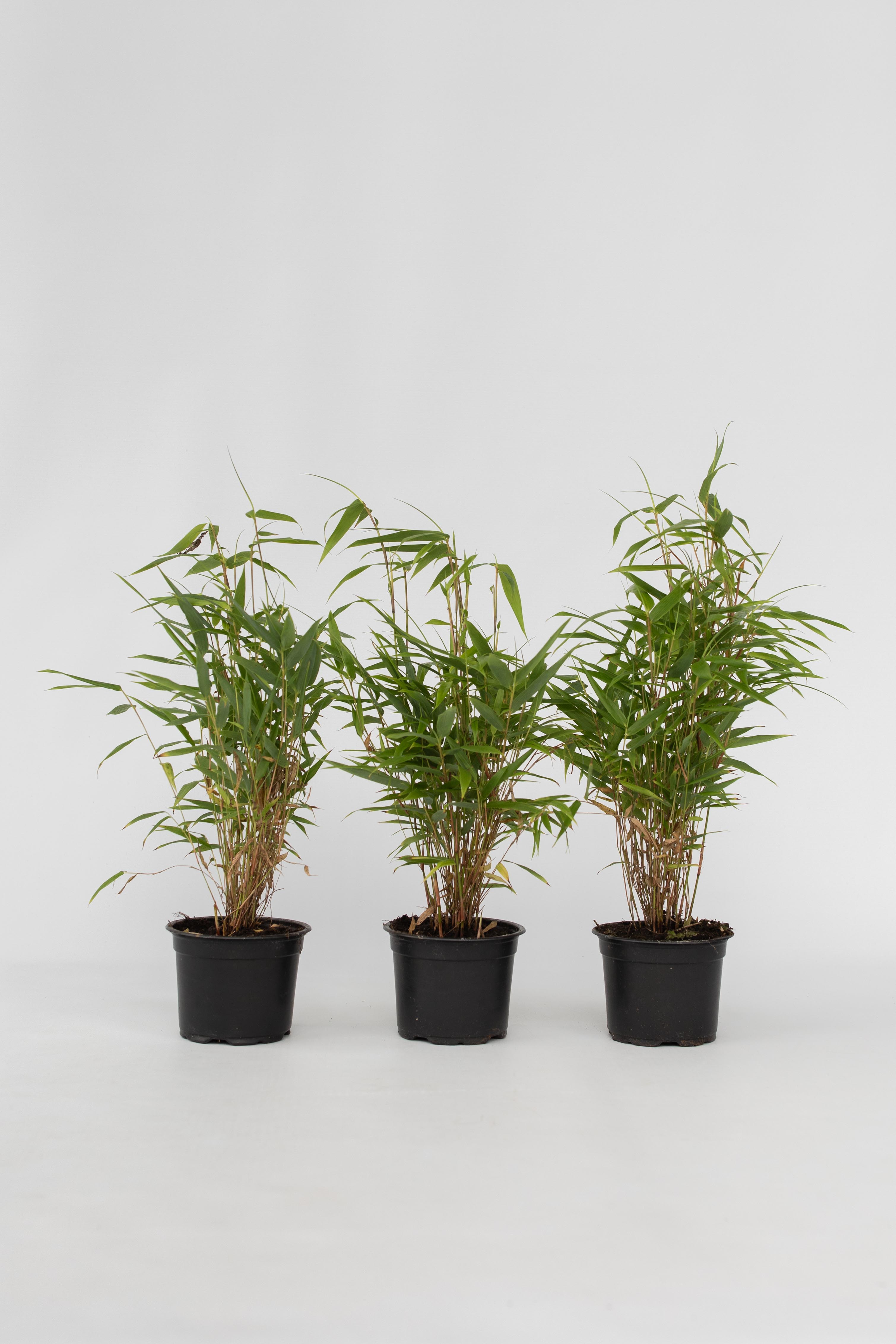 Lot De 3 Bambous Verts ‘Fargesia Rufa’ – Plante D’Extérieur