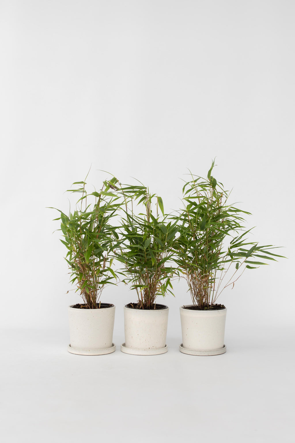 Lot De 3 Bambous Verts ‘Fargesia Rufa’ – Plante D’Extérieur