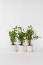 Lot De 3 Bambous Verts ‘Fargesia Rufa’ – Plante D’Extérieur