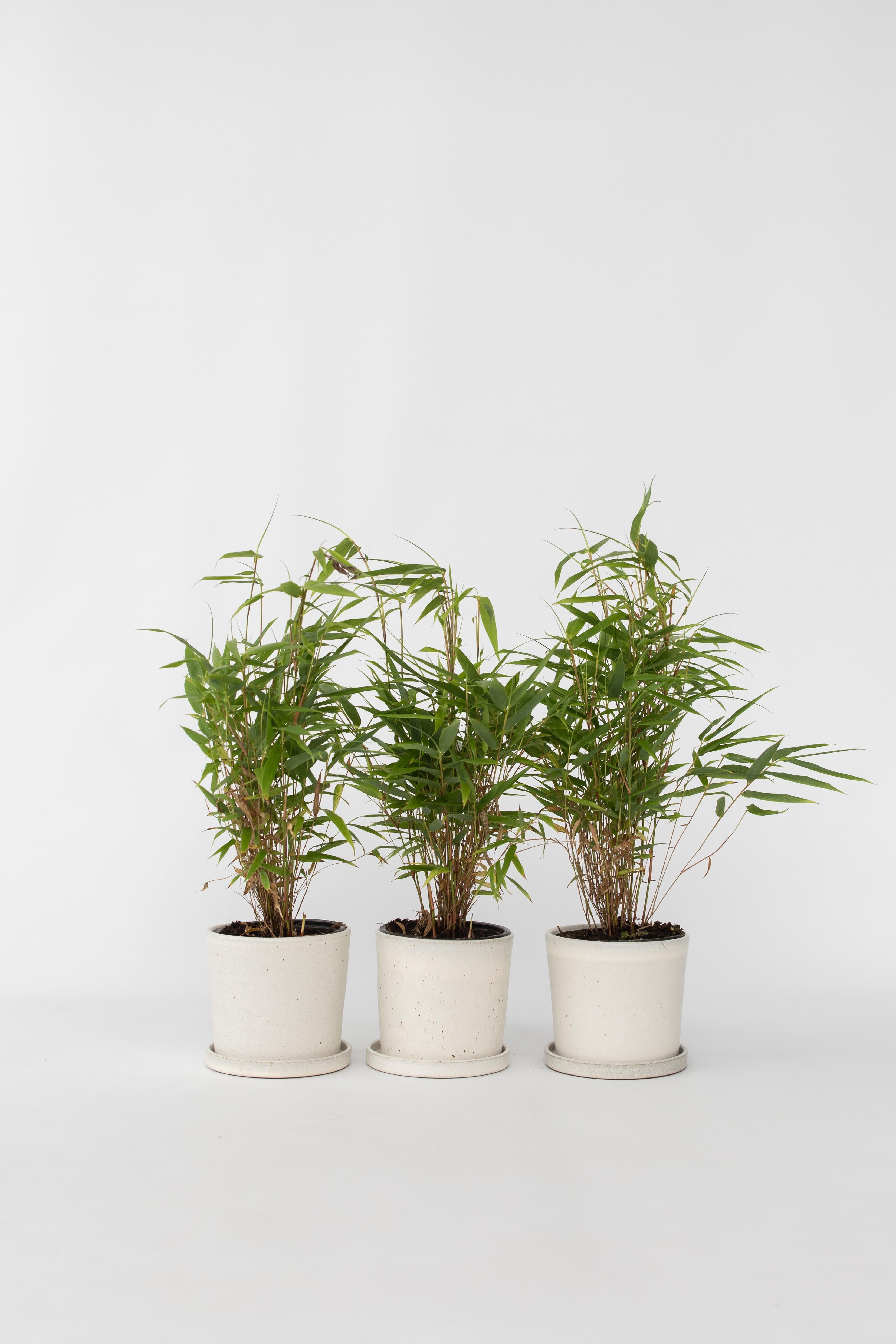Lot De 3 Bambous Verts ‘Fargesia Rufa’ – Plante D’Extérieur
