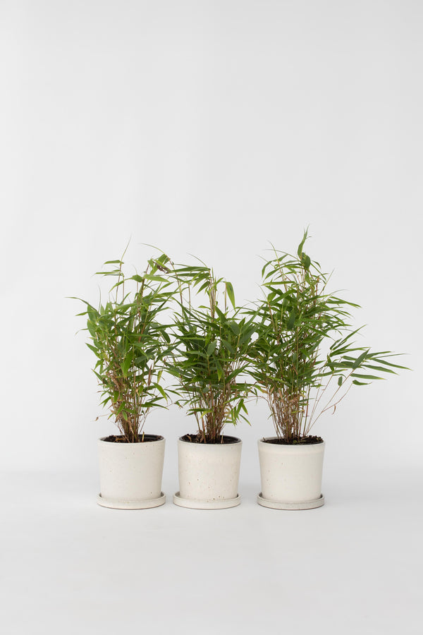 Lot De 3 Bambous Verts ‘Fargesia Rufa’ – Plante D’Extérieur