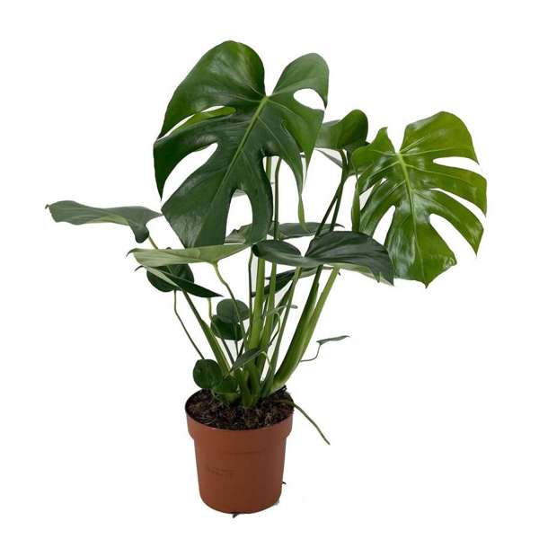 Monstera Deliciosa – Plante D’Intérieur