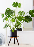 Monstera Deliciosa – Plante D’Intérieur