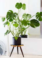Monstera Deliciosa – Plante D’Intérieur
