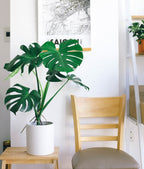 Monstera Deliciosa – Plante D’Intérieur