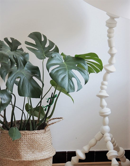 Monstera Deliciosa – Plante D’Intérieur