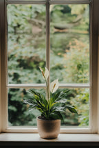Spathiphyllum « Fleur De Lune » – Plante D’Intérieur