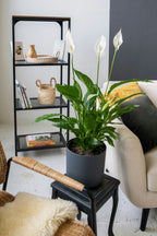 Spathiphyllum « Fleur De Lune » – Plante D’Intérieur