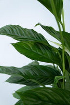 Spathiphyllum « Fleur De Lune » – Plante D’Intérieur