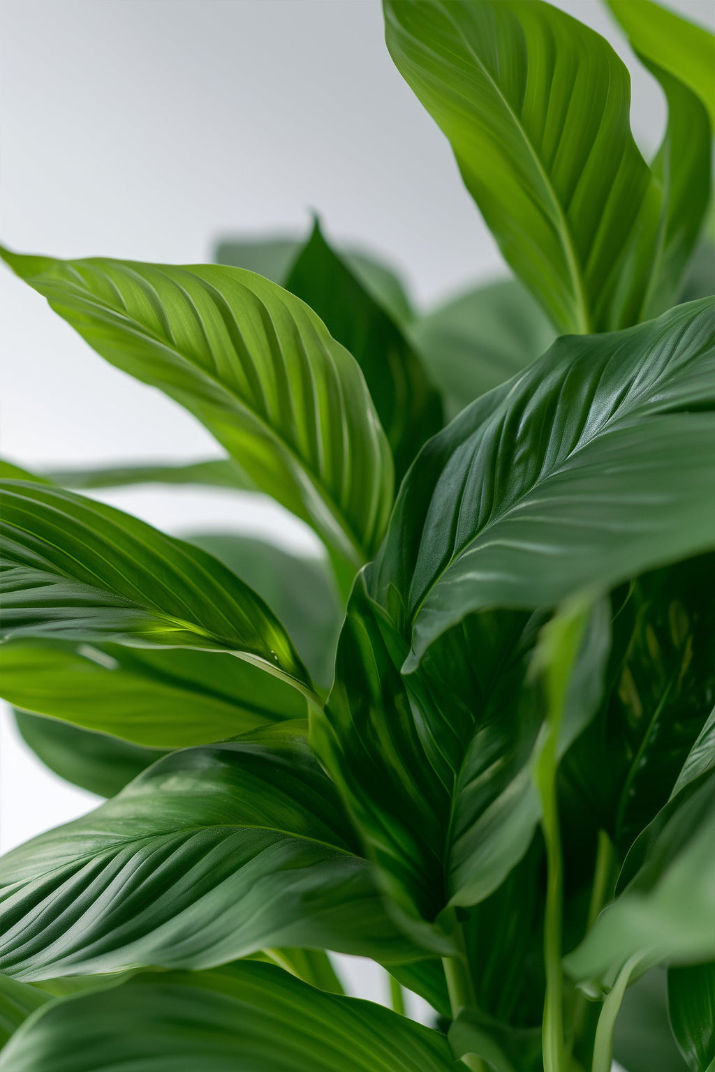 Spathiphyllum « Fleur De Lune » – Plante D’Intérieur