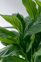 Spathiphyllum « Fleur De Lune » – Plante D’Intérieur
