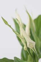 Spathiphyllum « Fleur De Lune » – Plante D’Intérieur