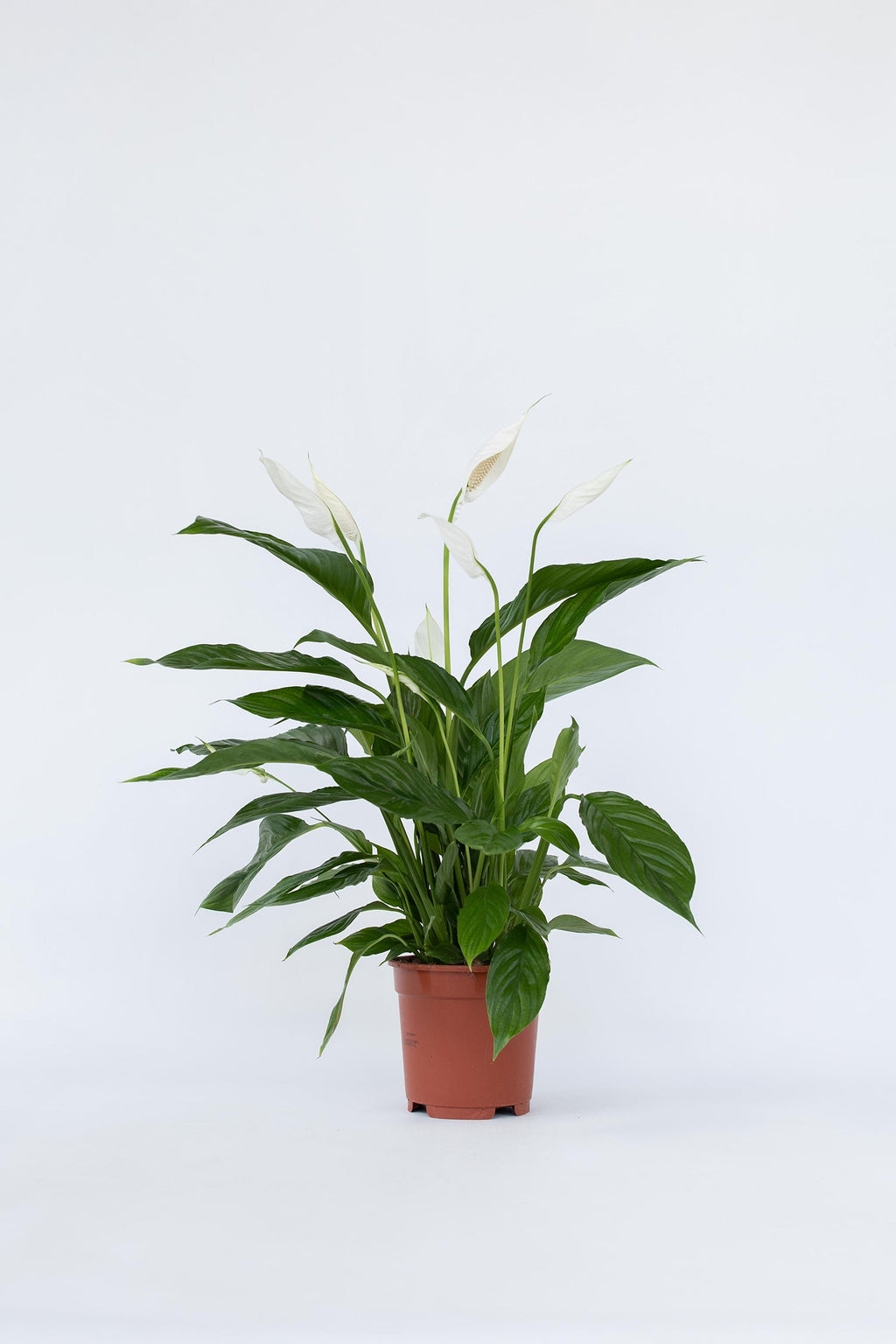 Spathiphyllum « Fleur De Lune » – Plante D’Intérieur