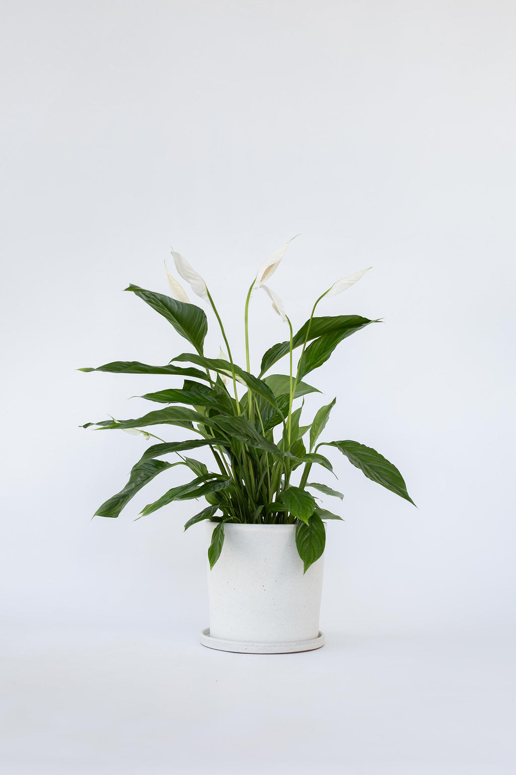 Spathiphyllum « Fleur De Lune » – Plante D’Intérieur