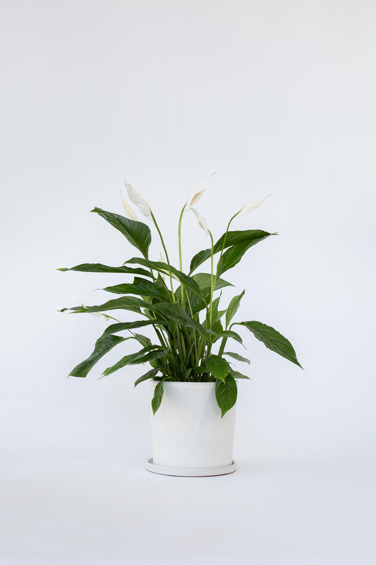 Spathiphyllum « Fleur De Lune » – Plante D’Intérieur