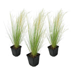 Lot De 3 Stipa – Plante D'Extérieur