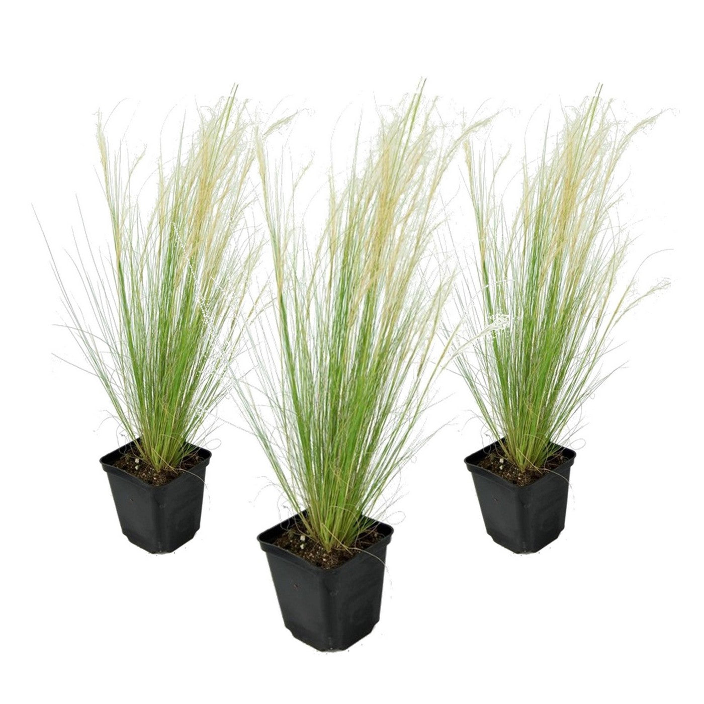 Lot De 3 Stipa – Plante D'Extérieur