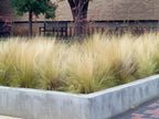 Lot De 6 Stipa « Queue De Cheval » – Plante D’Extérieur