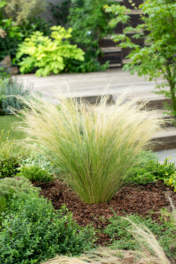 Lot De 6 Stipa « Queue De Cheval » – Plante D’Extérieur