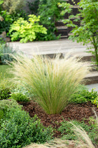 Lot De 6 Stipa « Queue De Cheval » – Plante D’Extérieur