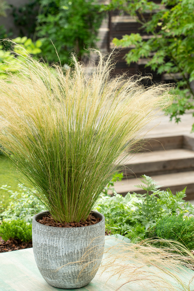 Lot De 6 Stipa « Queue De Cheval » – Plante D’Extérieur