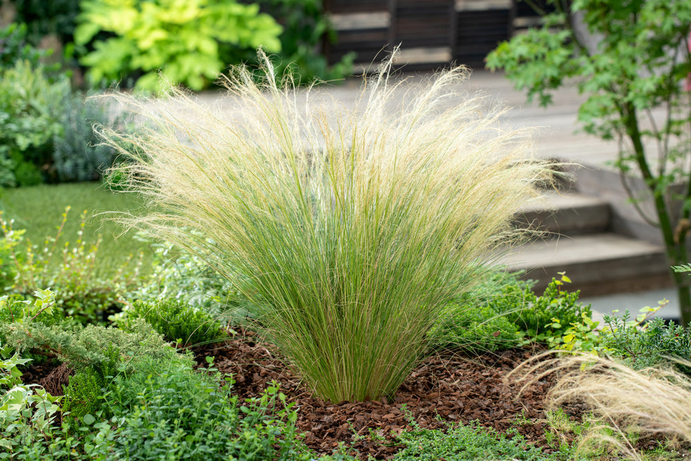 Lot De 6 Stipa « Queue De Cheval » – Plante D’Extérieur