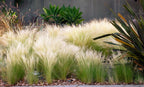 Lot De 6 Stipa « Queue De Cheval » – Plante D’Extérieur