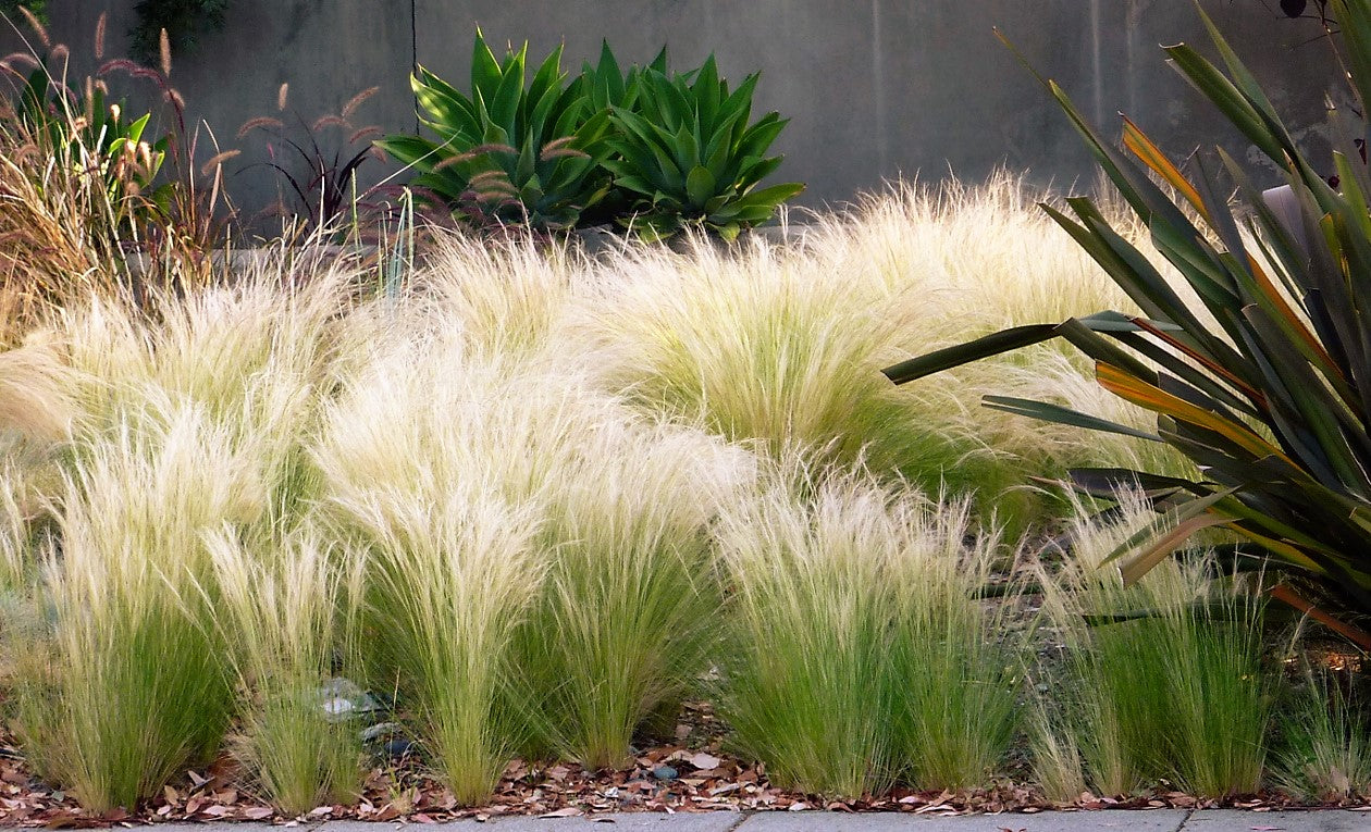 Lot De 6 Stipa « Queue De Cheval » – Plante D’Extérieur