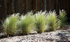 Lot De 6 Stipa « Queue De Cheval » – Plante D’Extérieur