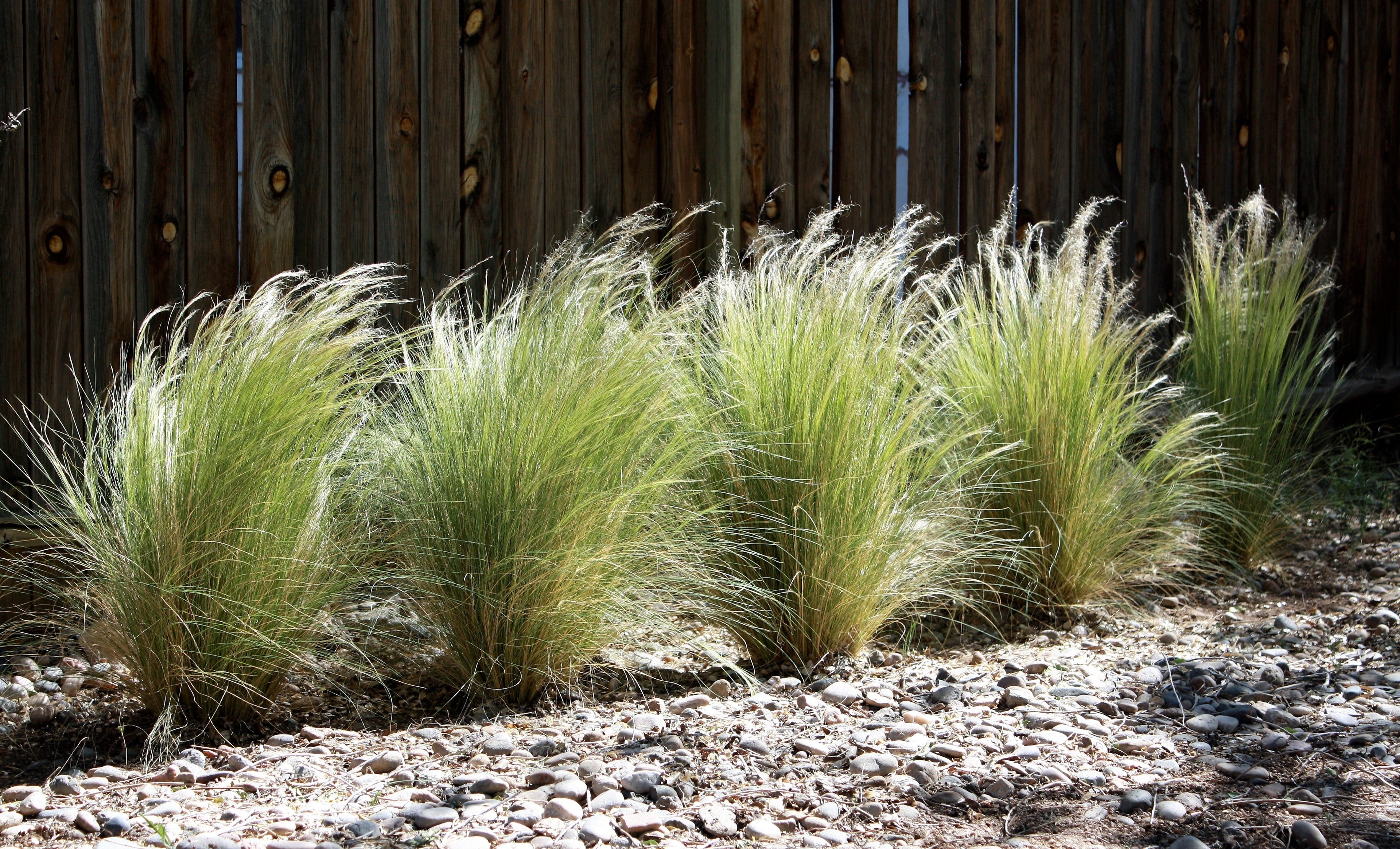 Lot De 6 Stipa « Queue De Cheval » – Plante D’Extérieur