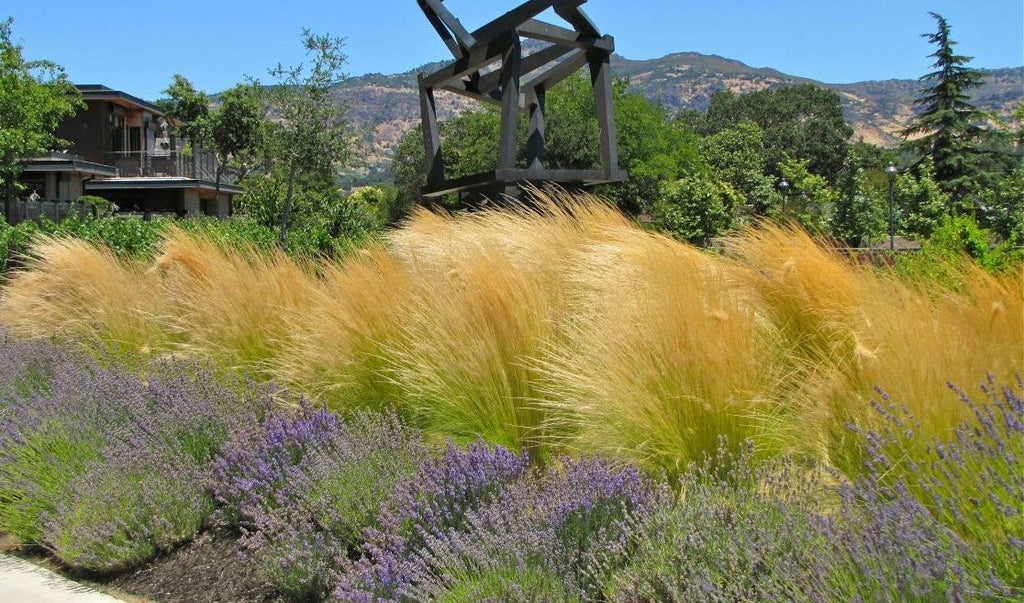 Lot De 6 Stipa « Queue De Cheval » – Plante D’Extérieur