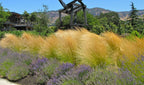 Lot De 6 Stipa « Queue De Cheval » – Plante D’Extérieur