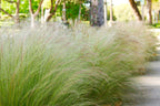 Lot De 6 Stipa « Queue De Cheval » – Plante D’Extérieur
