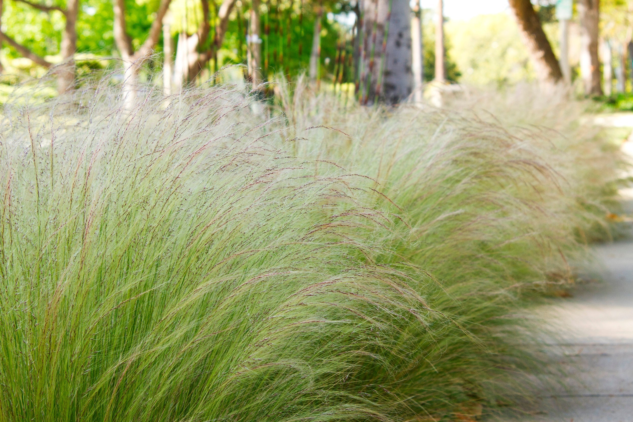 Lot De 6 Stipa « Queue De Cheval » – Plante D’Extérieur