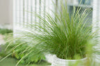 Lot De 6 Stipa « Queue De Cheval » – Plante D’Extérieur
