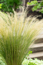 Lot De 6 Stipa « Queue De Cheval » – Plante D’Extérieur