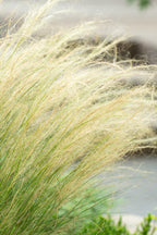 Lot De 6 Stipa « Queue De Cheval » – Plante D’Extérieur