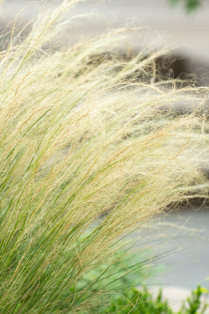 Lot De 6 Stipa « Queue De Cheval » – Plante D’Extérieur