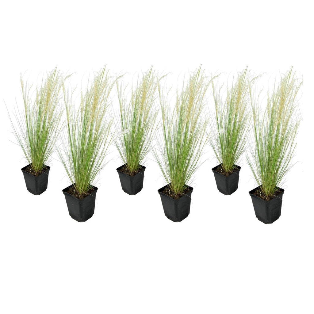 Lot De 6 Stipa « Queue De Cheval » – Plante D’Extérieur