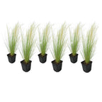 Lot De 6 Stipa « Queue De Cheval » – Plante D’Extérieur