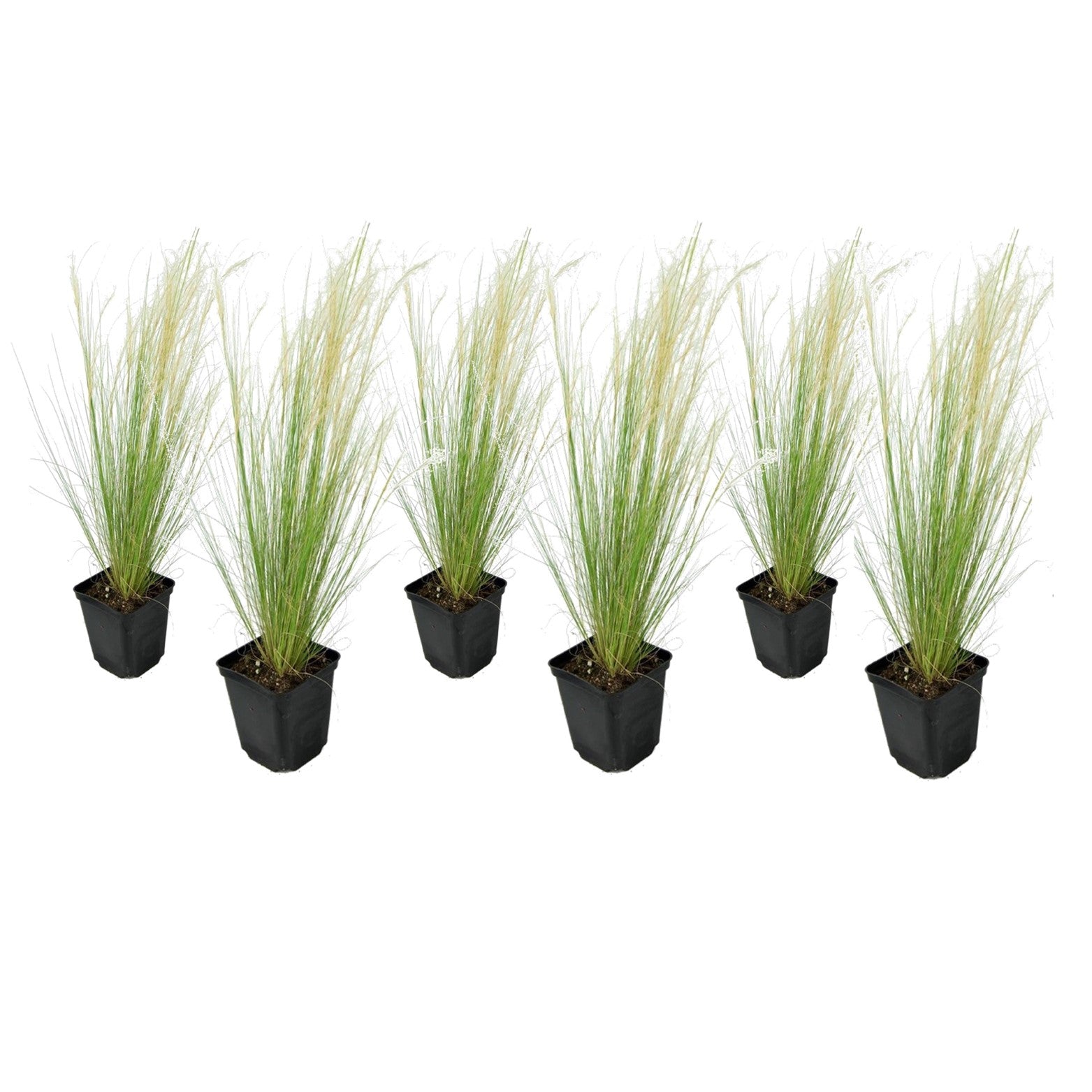 Lot De 6 Stipa « Queue De Cheval » – Plante D’Extérieur