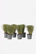 Lot De 6 Stipa « Queue De Cheval » – Plante D’Extérieur