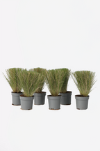 Lot De 6 Stipa « Queue De Cheval » – Plante D’Extérieur