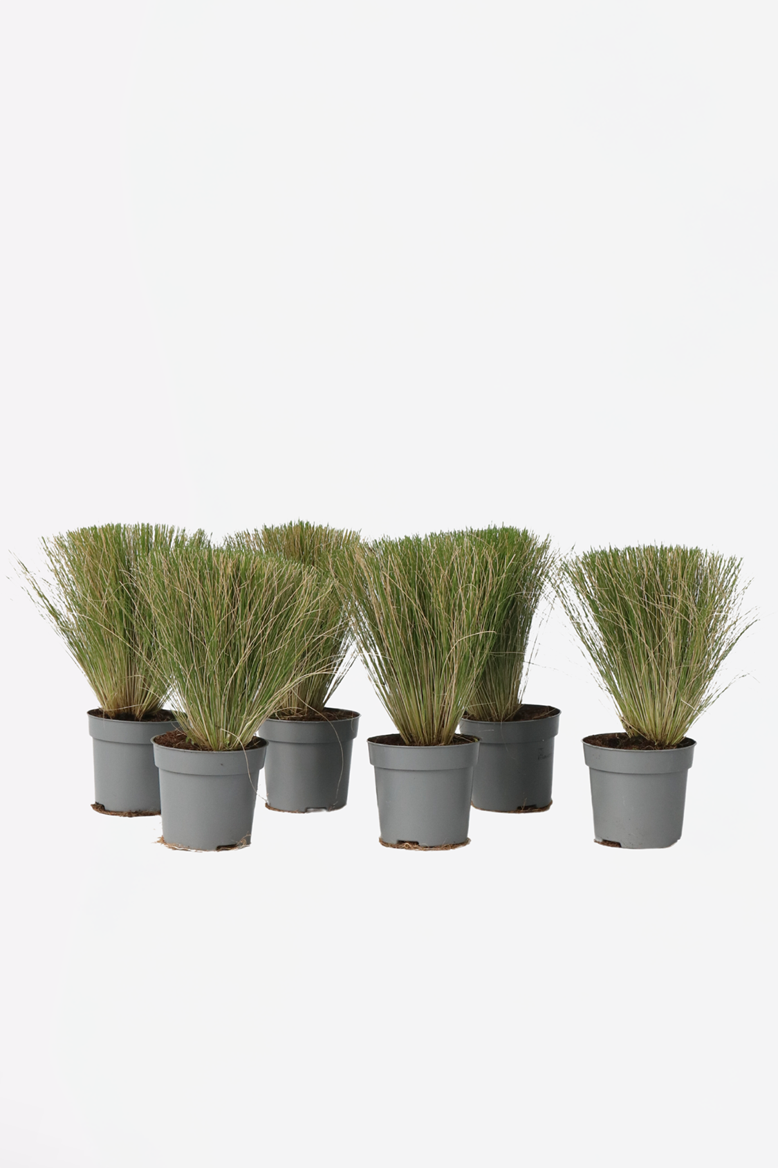 Lot De 6 Stipa « Queue De Cheval » – Plante D’Extérieur